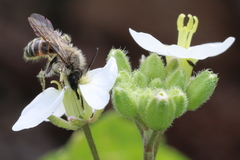 Andrena binominata