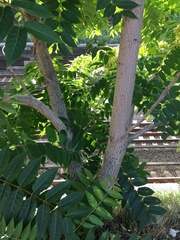 Ailanthus altissima