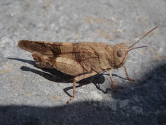 Oedipoda germanica meridionalis