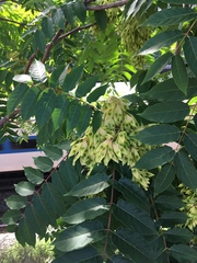 Ailanthus altissima