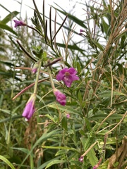 Epilobium hirsutum