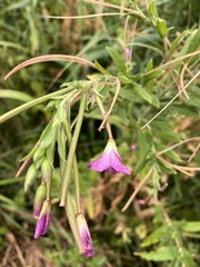 Epilobium hirsutum