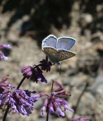 Polyommatus corydonius