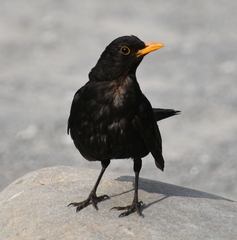 Turdus merula
