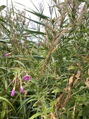 Epilobium hirsutum