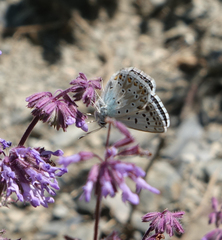Polyommatus corydonius