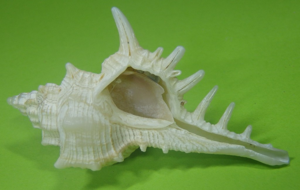 Murex coppingeri