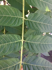 Ailanthus altissima