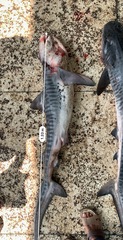 Galeocerdo cuvier