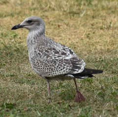 Larus argentatus