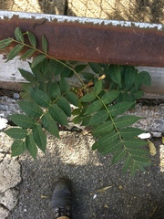 Ailanthus altissima