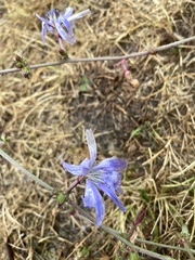 Cichorium intybus