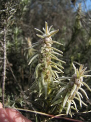 Phylica plumosa