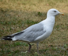 Larus argentatus