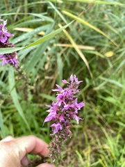 Lythrum salicaria