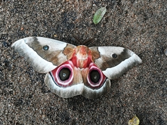 Gonimbrasia belina