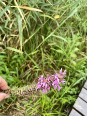 Lythrum salicaria
