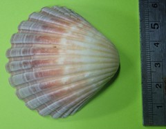 Pecten fumatus