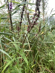 Lythrum salicaria