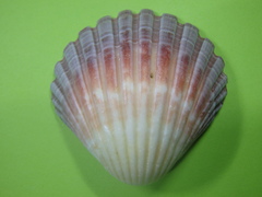 Pecten fumatus