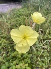Oenothera