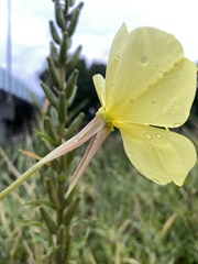 Oenothera