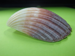 Pecten fumatus