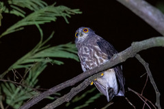 Ninox japonica
