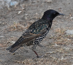 Sturnus vulgaris