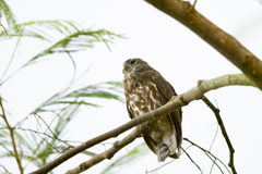 Ninox japonica
