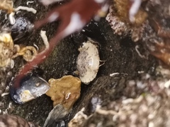 Glebocarcinus amphioetus