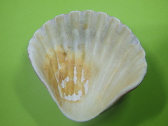 Pecten fumatus