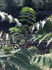 Ailanthus altissima
