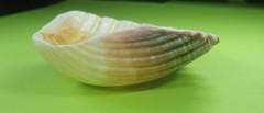 Pecten fumatus