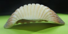 Pecten fumatus