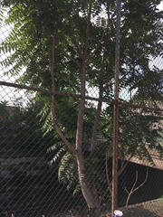 Ailanthus altissima