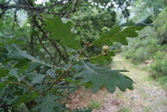 Quercus × rosacea