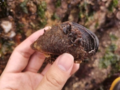 Mytilus unguiculatus