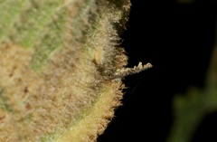 Pseudacroclita hapalaspis