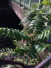 Ailanthus altissima