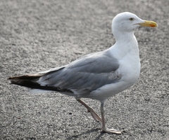 Larus argentatus