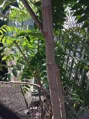 Ailanthus altissima