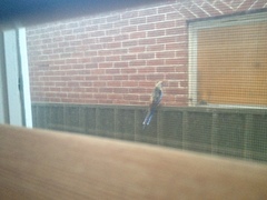 Platycercus elegans adelaidae