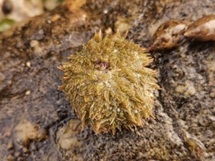 Strongylocentrotidae