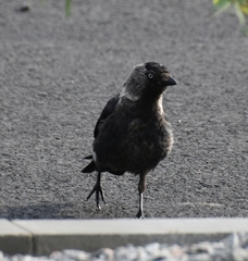 Corvus monedula