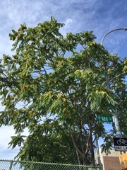 Ailanthus altissima