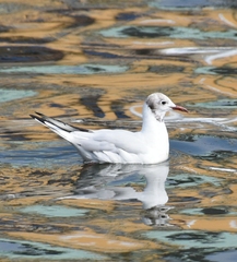 Chroicocephalus ridibundus