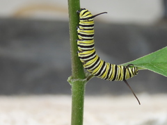 Danaus plexippus