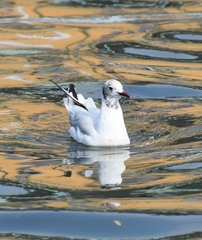 Chroicocephalus ridibundus