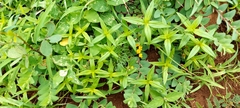 Crotalaria hebecarpa